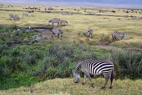 circuits-safari-tanzanie