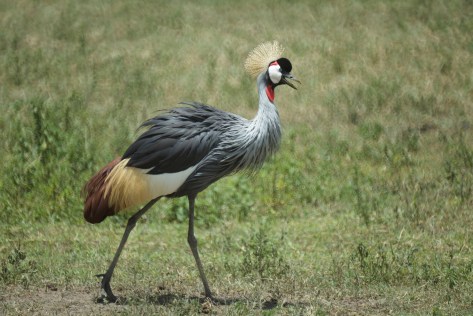 crane-in-tanzania