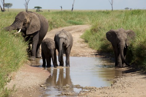 elephants-in-serengeti