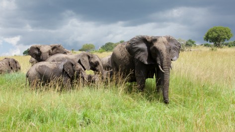 elephants-in-tanzania-1