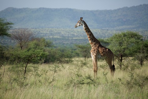 giraffe-in-tanzania-1