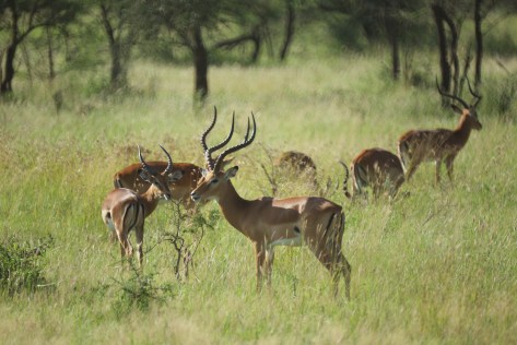 impalas-in-tanzania-1