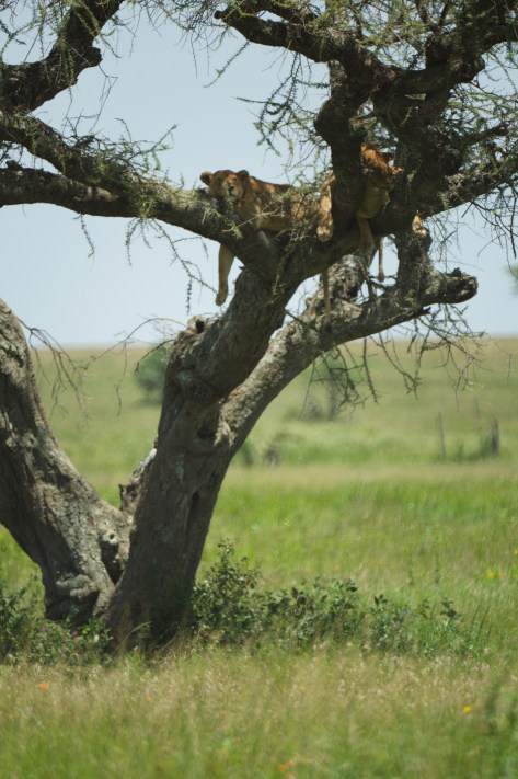 lions-hiding-in-trees