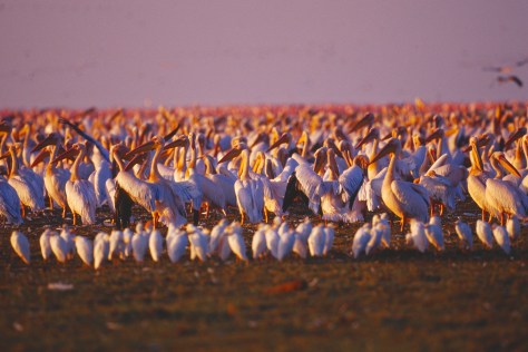 manyara-national-park