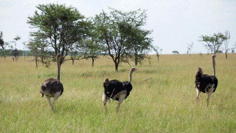 ostrich-in-tanzania
