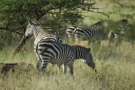 zebras-in-tanzania-1